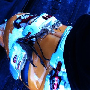 Early_Season_Large_IMG_0166