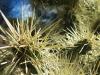 Cactus of all Evil